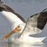 American White Pelican